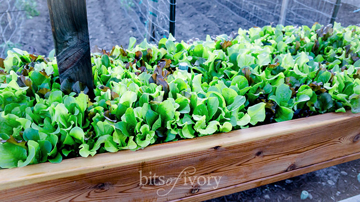 Raised Garden Bed Lettuce at Bits of Ivory