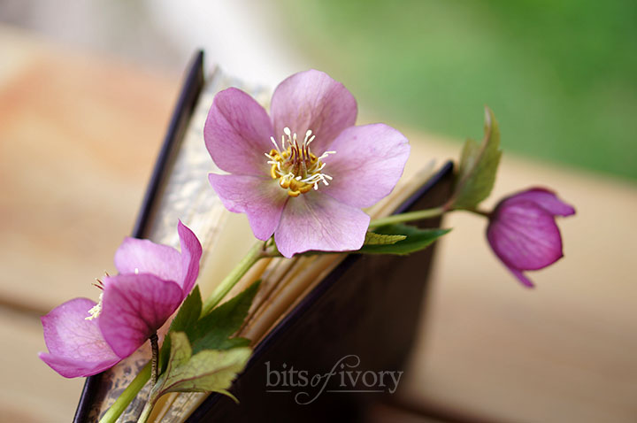 Book with Lenten rose.